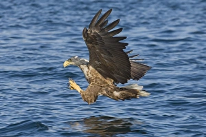 Haliaeetus Albicilla Images Drucke: 02562dt