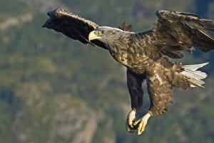 Haliaeetus Albicilla Images Drucke: 02563dt