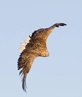 Haliaeetus Albicilla Images Drucke: 02564dt