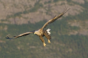 Haliaeetus Albicilla Images Drucke: 02565dt