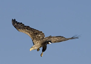 White Tailed Eagle Flight Drucke: 02566dt