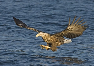 Sea Eagle Norway Drucke: 02567dt