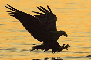 Sea Eagle Norway Drucke: 02568dt