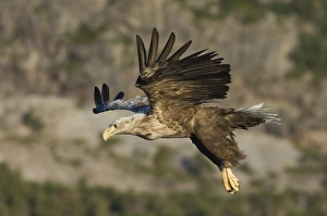 Haliaeetus Albicilla Images Drucke: 02569dt