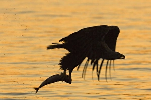 Haliaeetus Albicilla Images Drucke: 02570dt