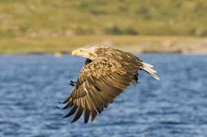 Haliaeetus Albicilla Images Drucke: 02571dt
