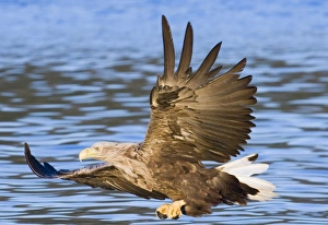 Bird Of Prey Norway Drucke: 02572dt