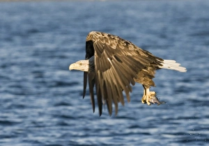 Haliaeetus Albicilla Images Drucke: 02574dt