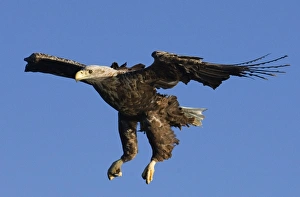 Haliaeetus Albicilla Images Drucke: 02576dt