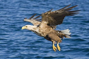 Haliaeetus Albicilla Images Drucke: 02577dt