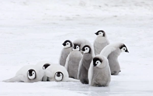 Weddell Sea Wildlife Drucke: 02580dt