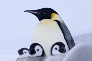 Emperor Penguins Drucke: 02582dt