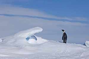 Snow Hill Island Antarctica Drucke: 02590dt