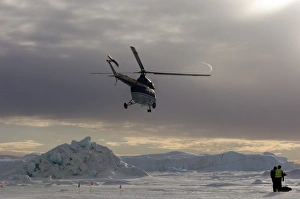 Antarctic Wildlife Photography Drucke: 02604dt