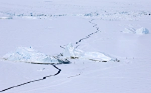Emperor Penguins Antarctica Drucke: 02605dt