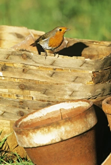 Bird Watching In England Drucke: 02679dt