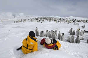 Emperor Penguin Colony Drucke: 02699dt