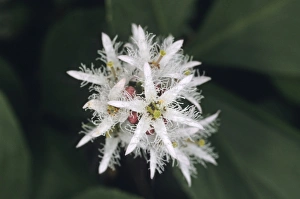 Nature Photography Close Up Drucke: 02854dt