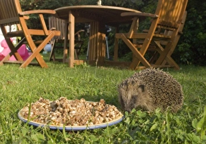 Norfolk Wildlife Drucke: 02855dt
