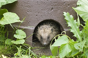 Norfolk Wildlife Drucke: 02856dt
