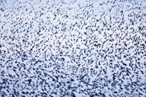 David Tipling Wildlife Images Drucke: 02857dt