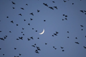Starling Murmuration Photos Drucke: 02859dt