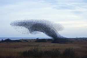 Minsmere RSPB Reserve Drucke: 02860dt