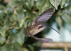 Panama Bird Species Drucke: 02862dt