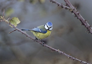 Blue Tit UK Drucke: 02875dt