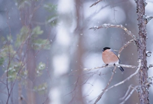 Scottish Wildlife Images Drucke: 02878dt
