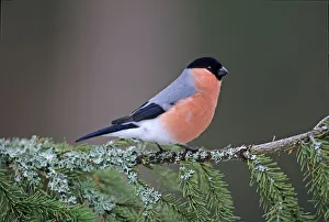 Scottish Wildlife Photography Drucke: 02879dt