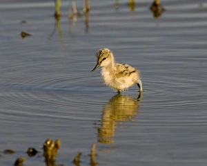 Bird Photography UK Drucke: Avocet chick Minsmere, May