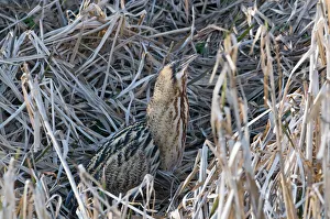 Birdwatching In East Anglia Drucke: Bittern Botaurus stellaris Norfolk winter