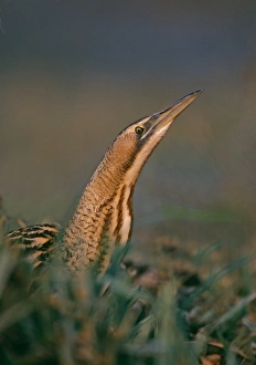 Drucke von Bitterns,Botaurusstellaris,schleichtdurchMoors imHerbst Rohrdommeln Drucke: Klettern Bittern, Botaurus stellaris , durch Sumpf im Herbst