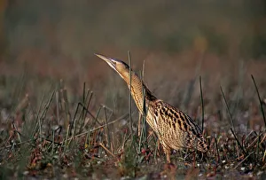 Drucke von Bitterns,Botaurus stellaris,Schleichen durch Moore im Herbst Reiher Drucke: Bitterns,Botaurus stellaris,jagen durch Sumpf im Herbst