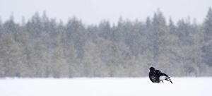 David Tipling Images Drucke: Black Grouse