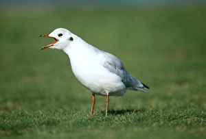 January Birdwatching UK Drucke: Black-headed Gull, Risa tridactyla, calling (non-breeding plumage), Kent, UK, January