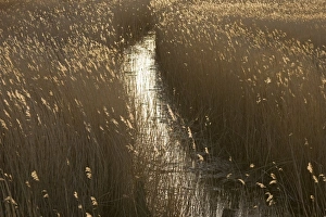 David Tipling Wildlife Photographer Drucke: Channel through Reedbed Norfolk spring