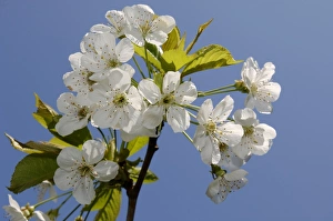 Kent Landscape Photography Drucke: Cherry blossom Kent spring