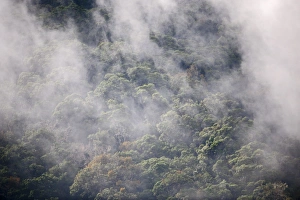 Cloud Forest Costa Rica Drucke: Cloud Forest at Savegre Costa Rica