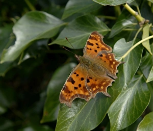 Kent Wildlife Photography Drucke: Comma Butterfly Kent spring