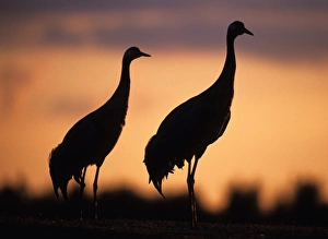 David Tipling Photographer Drucke: Common Cranes
