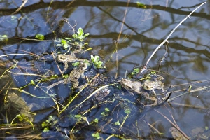 Wildlife Photography Norfolk Coast Drucke: Common Toads Bufo bufo in pond in spring Norfolk