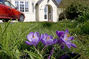 Kent Countryside Images Drucke: Crocus spring Kent UK