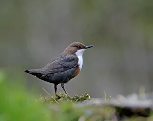 Vogel Drucke: Derbyshire Dipper Cinclus cinclus April UK