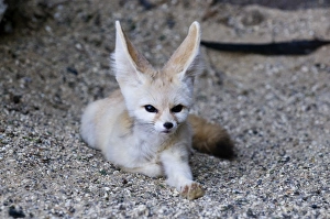 Small Mammal Photography Drucke: Fennec Desert Fox Fennecus zerda captive