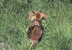 Kent Wildlife Images Drucke: Fox with pheasant Kent