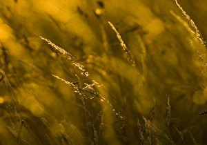 David Tipling Wildlife Photographer Drucke: Grass at sunset