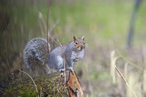 Norfolk Countryside Animals Drucke: Grey Squirrel Norfolk winter