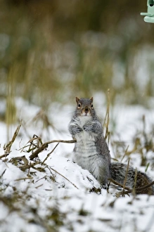 Norfolk Nature Photography Drucke: Grey Squirrel Sciurus carolinensis Norfolk winter